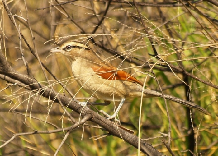 Bush-Shrikes